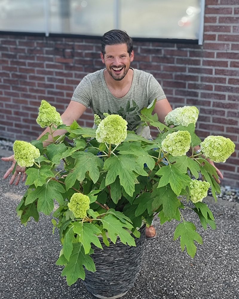 Tammihortensia Tara