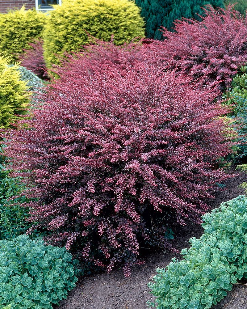 Purppurahappomarja Rose Glow