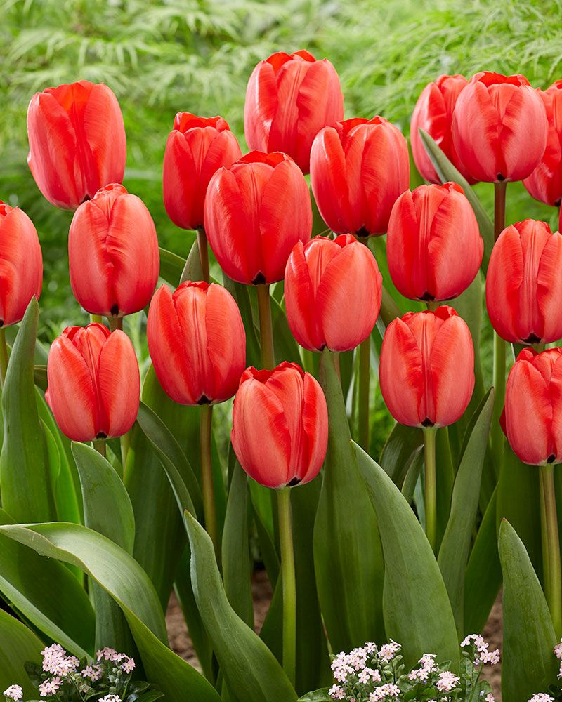 Darwintulppaani Red Impression 10 kpl