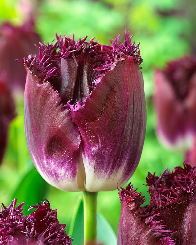 Ripsureunatulppaani Purple Crystal 10