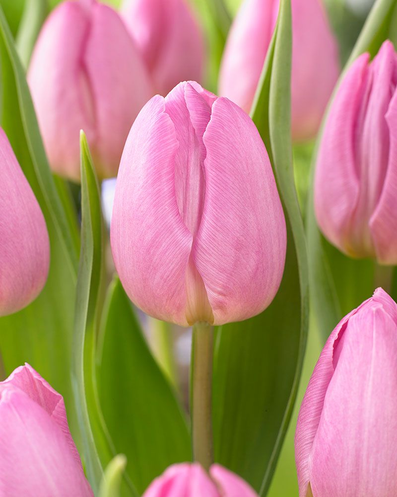Tulppaani Light Pink Prince 10 kpl