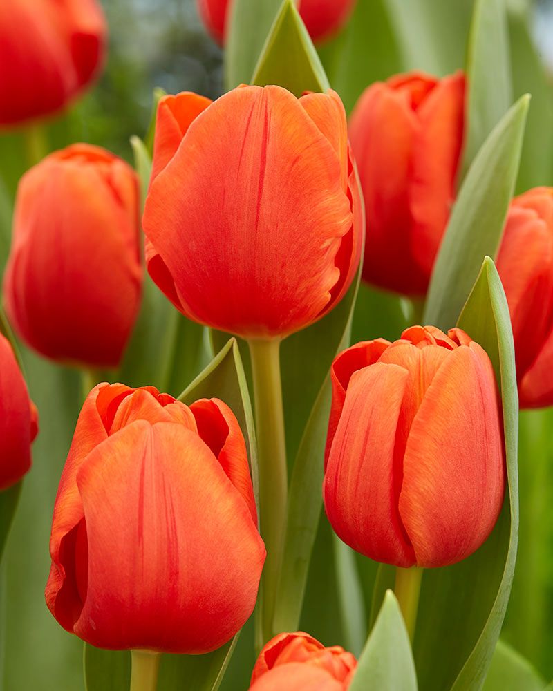 Tulppaani Cadans 10 kpl