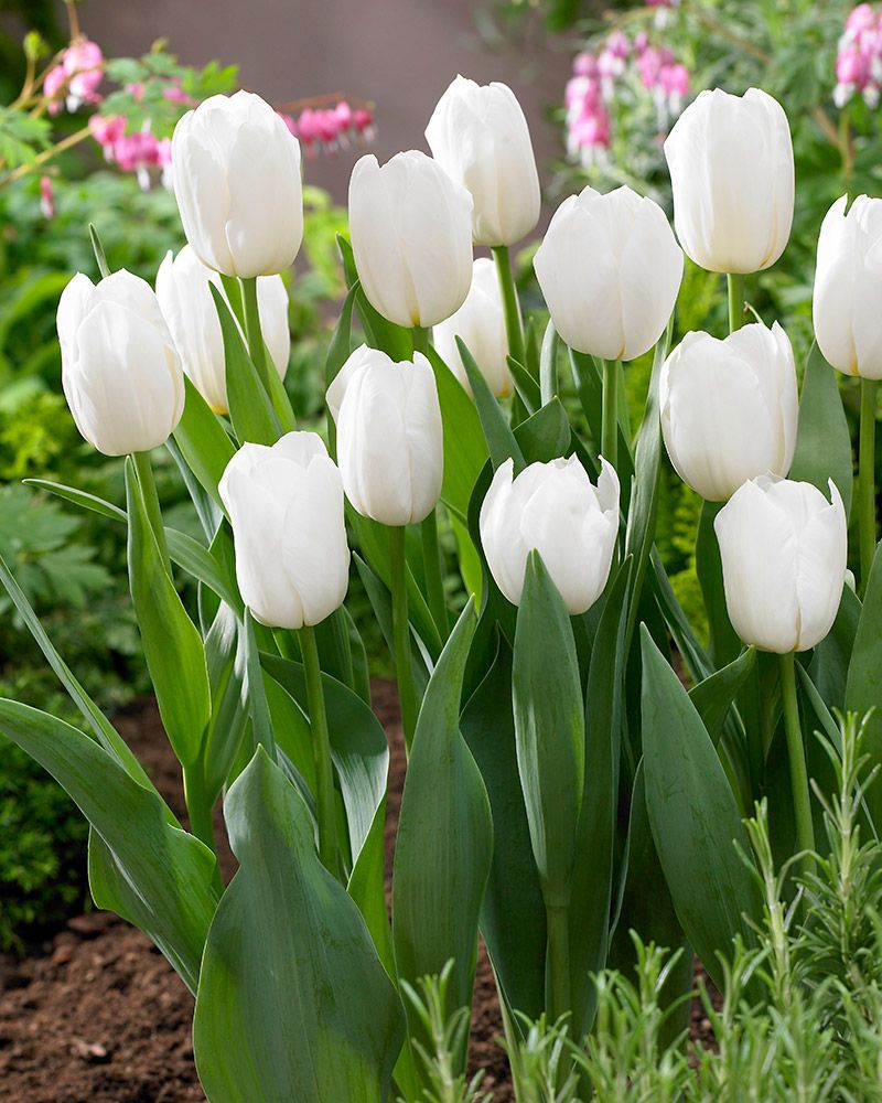 Tulppaani White Dynasty 10 kpl