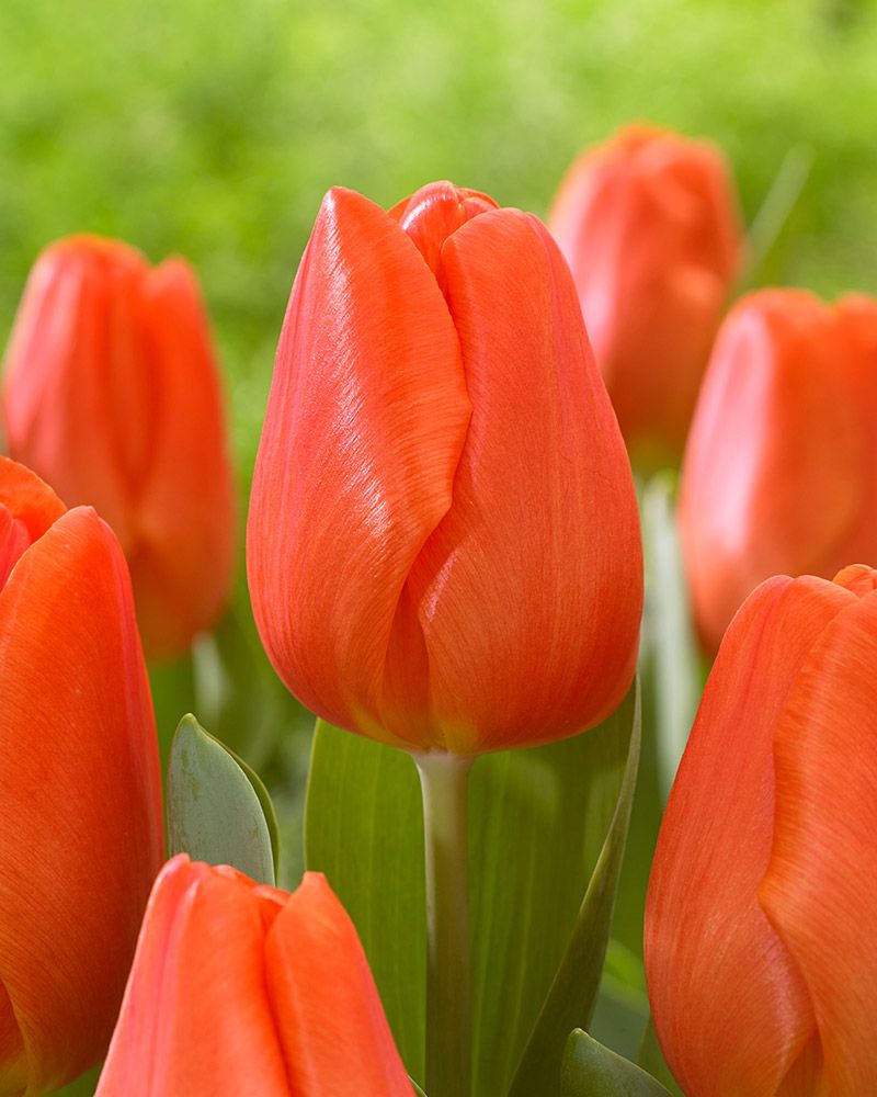 Tulppaani Orange Sherpa 10 kpl
