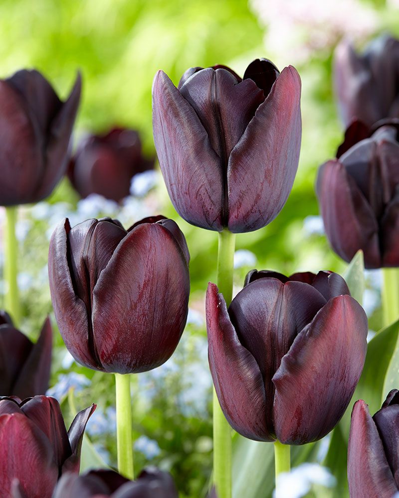 Tulppaani Queen of Night 10 kpl