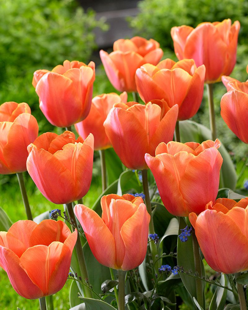 Tulppaani Jimmy 10 kpl