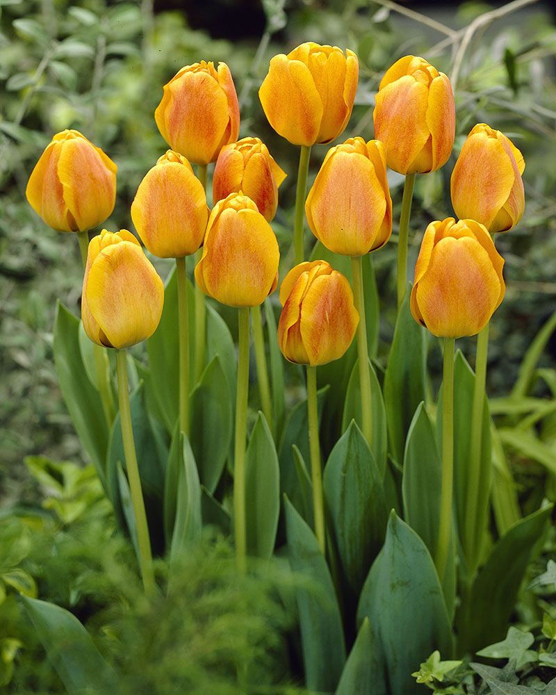 Darwintulppaani Beauty of Apeldoorn 10 kpl