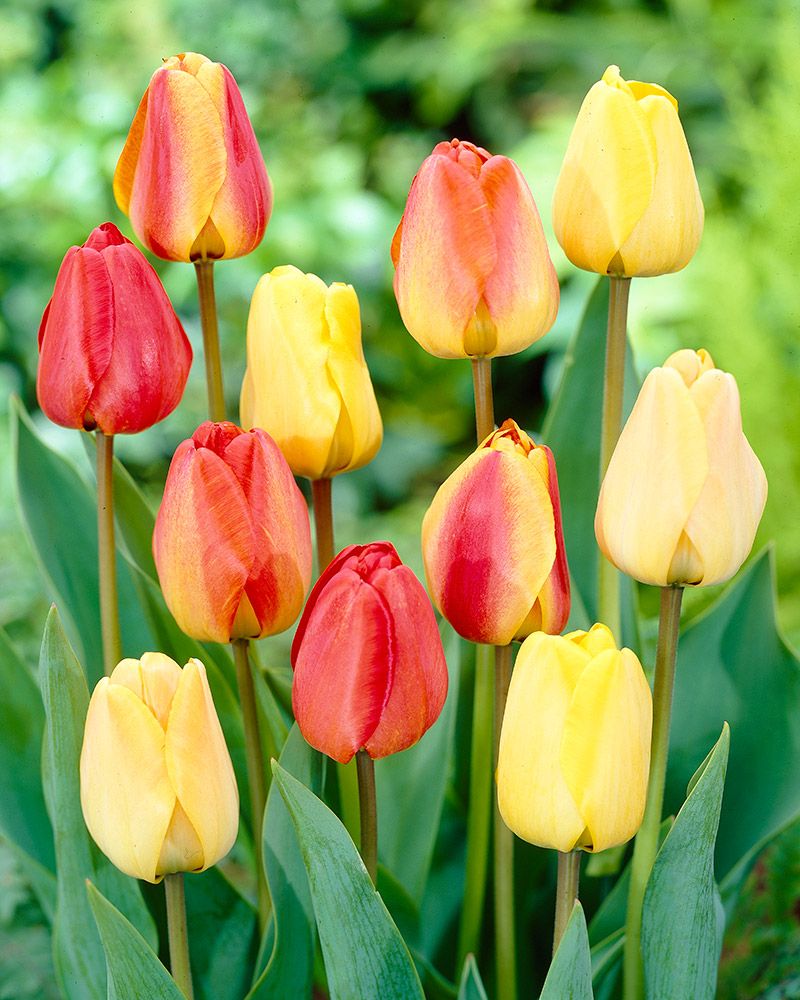 Apeldoorn-tulppaani mix 60 kpl