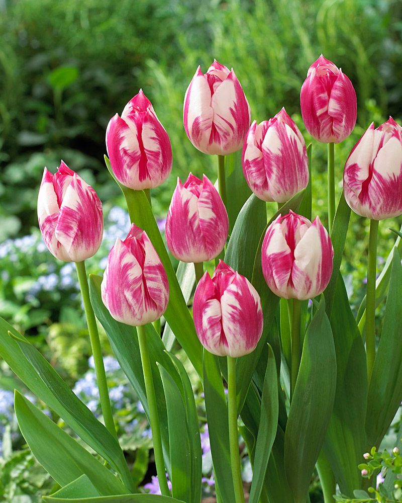 Tulppaani Blenda Flame 10 kpl