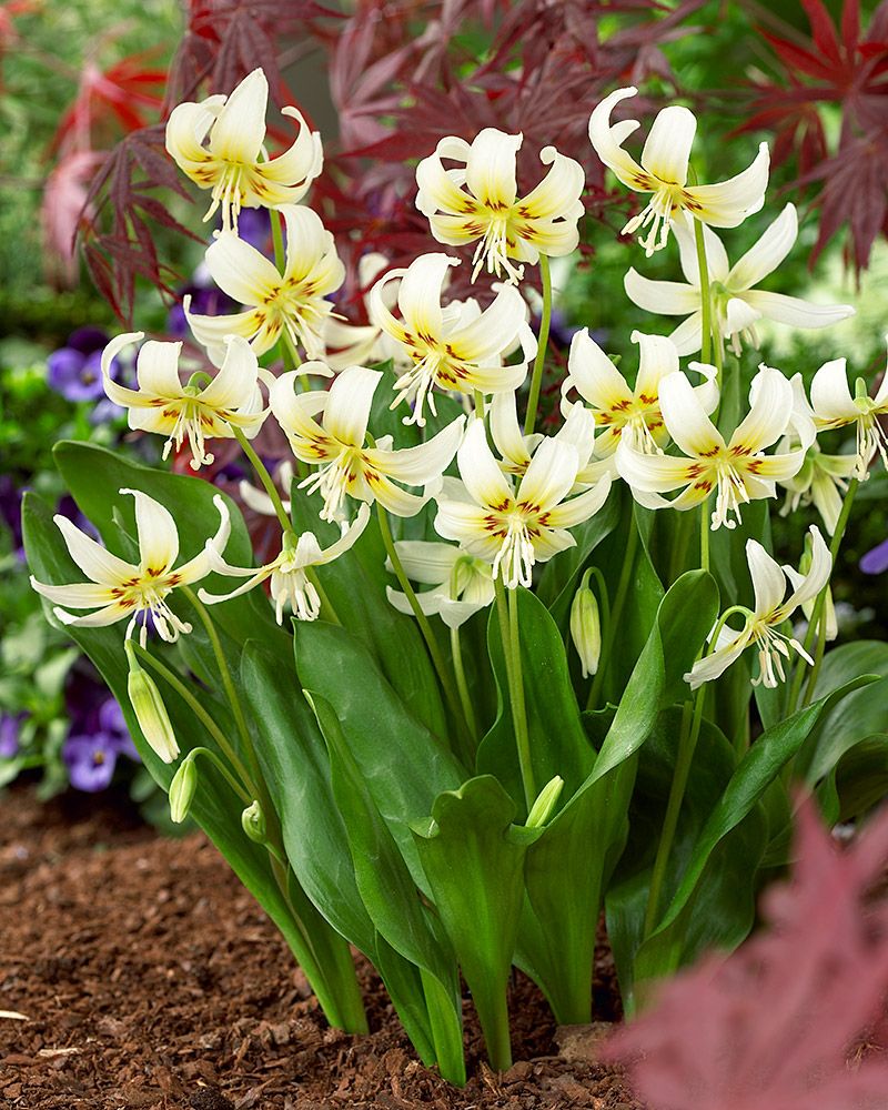 Tähtikoiranhammas White Beauty 3 kpl