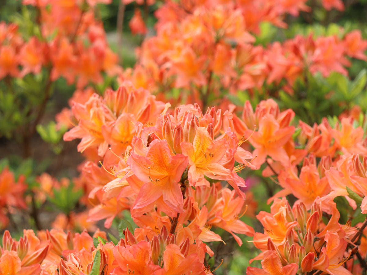 Revontuliatsalea Mandarin Lights