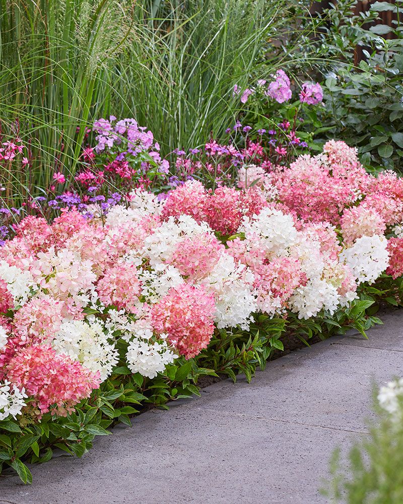 Minijapaninhortensia Groundbreaker® Blush