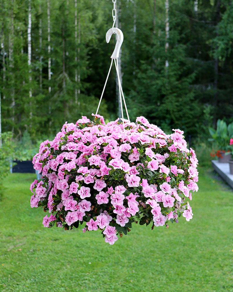 Kerrattu miljoonakello Double Pink Blush