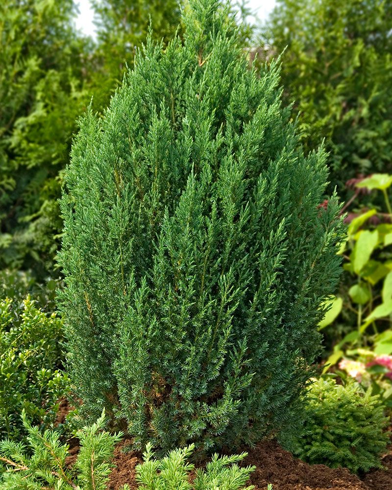 Kiinankataja Stricta 5 litran astiataimi