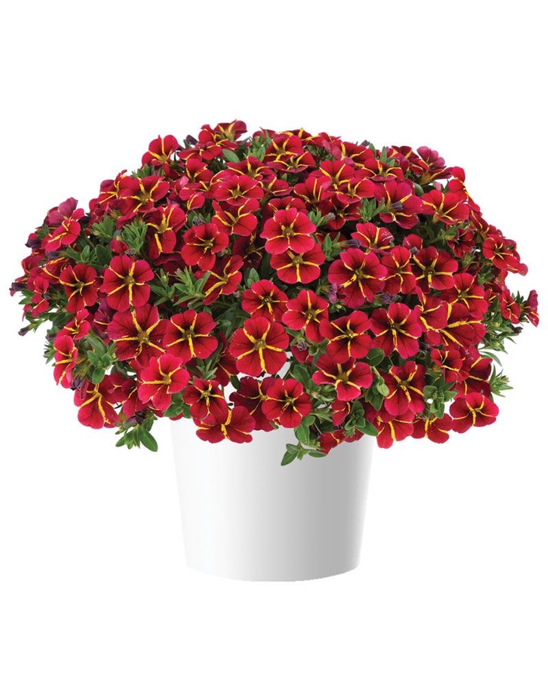 Miljoonakello Exotic Red Bling