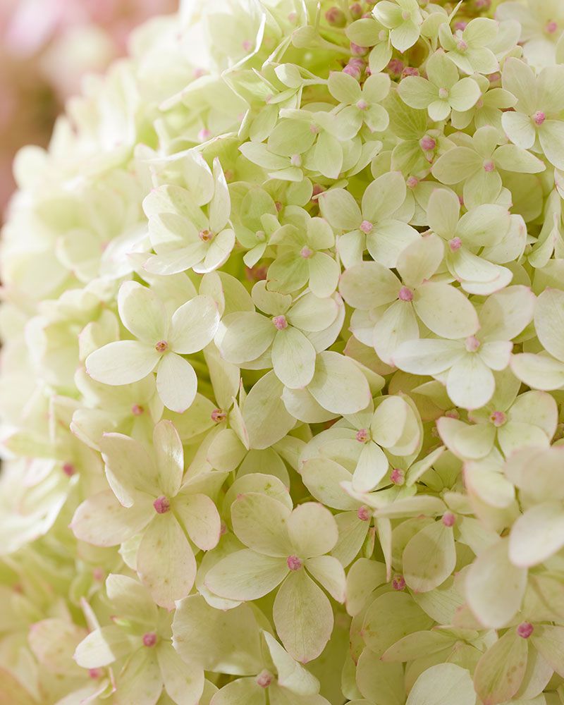 Pikkujapaninhortensia Living Little Love