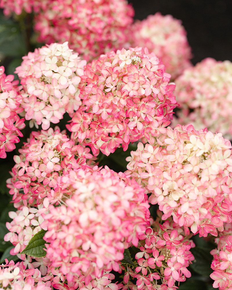 Pikkujapaninhortensia Living Little Love