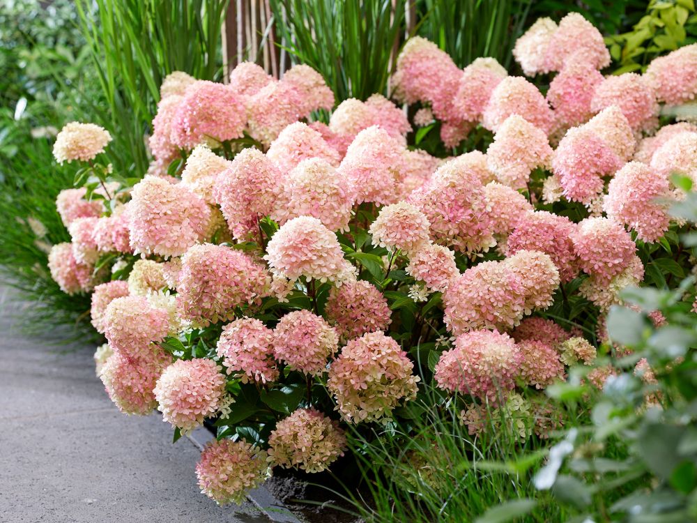 Pikkujapaninhortensia Living Little Love