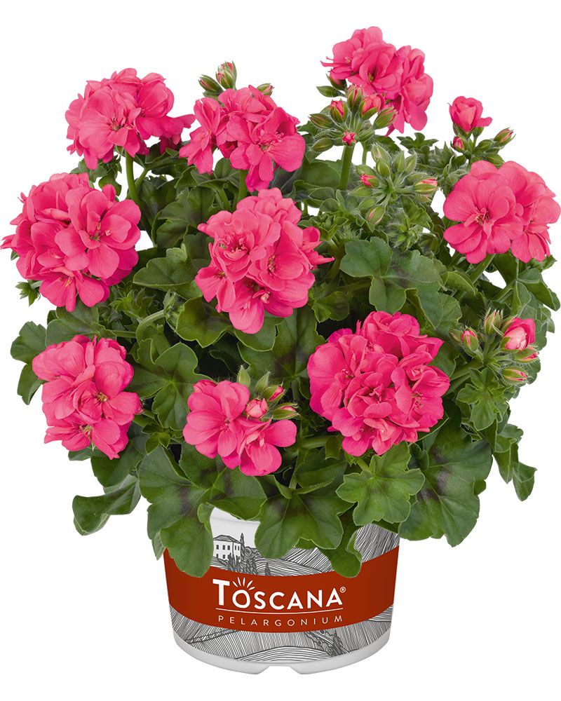 Riippapelargoni Sunflair Linda Pink