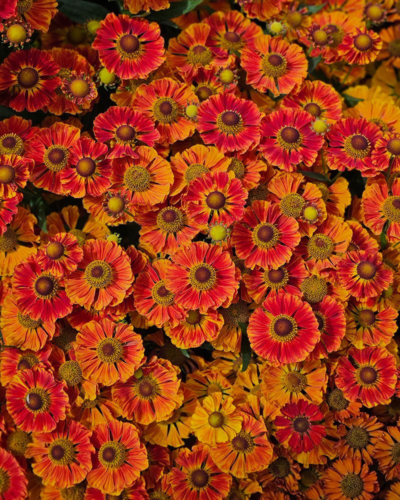 Syyshohdekukka Autumn Fire 3 kpl