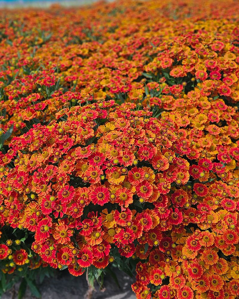 Syyshohdekukka Autumn Fire 3 kpl