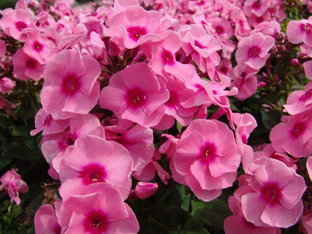 Syysleimu Jeff's Pink 5 kpl