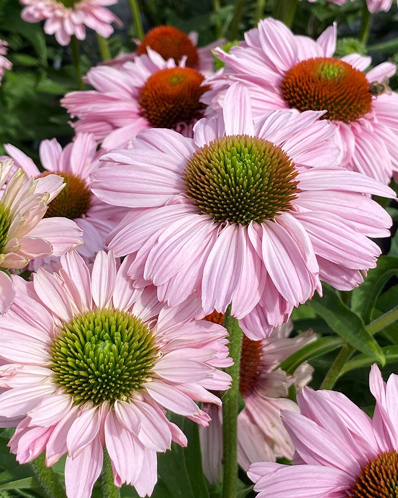 Tarhapunahattu Blush